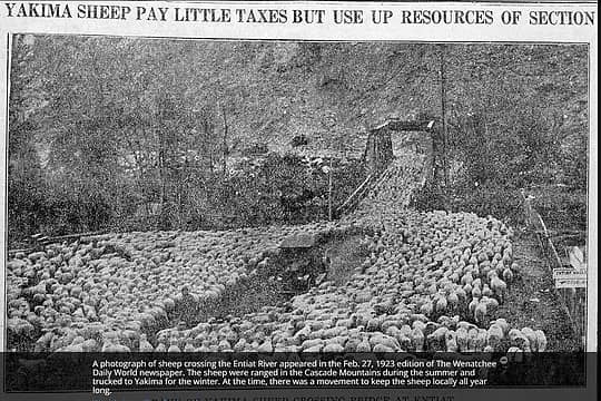 Sheep crossing the Entiat river in 1923.