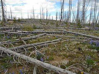 Top of Andrews Ridge Roughly 6700 ft