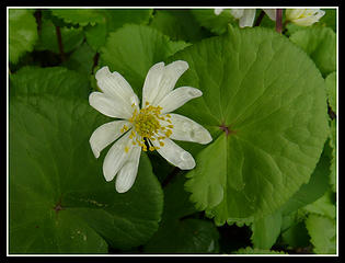 Marsh Marigold