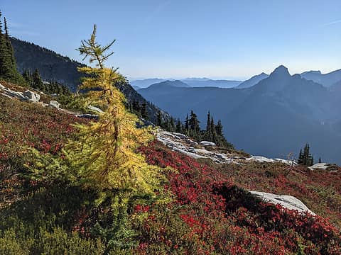 Lonely larch
