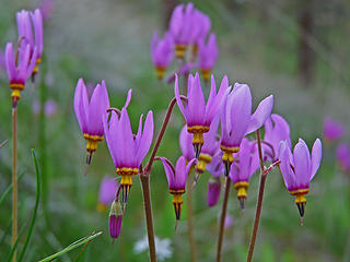 Desert Shooting star (Dodecatheon conjugens most likely although it may be Dodecatheon pulchellum)