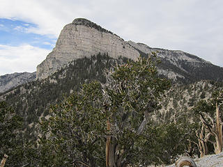 Mummy's Toes, Mt. Charleston Wilderness, NV