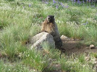 Hoary marmot