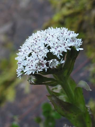 Coltsfoot