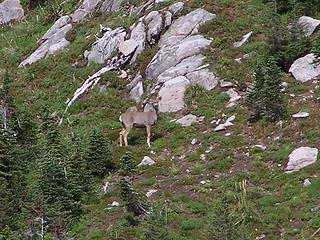 Deer above the trail.