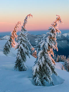 Trees catching the alpenglow