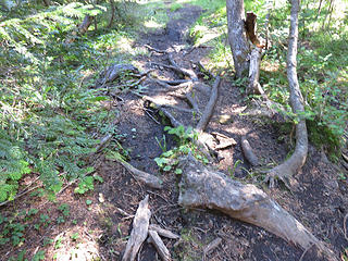 steep rooty trail