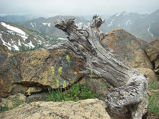 flowers, snag and west_Bean summit