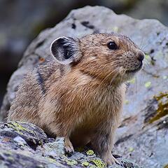 Cutest creature in Colorado