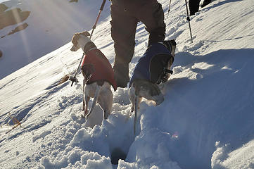 The whippets are working hard to keep pace with the two-leggers