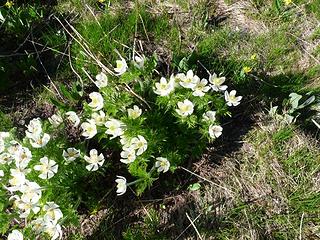 Anenomes in Merchant Basin