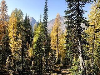 larches come into view