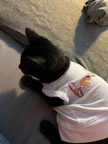 Smol cat has clothes too big.