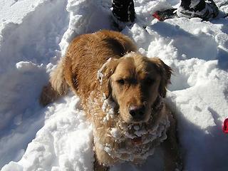 Gus' first hike with the Driver - he was sooo happy being in snow.