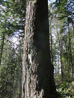 Rather large tree on Chirico trail. The loggers musta missed this one.