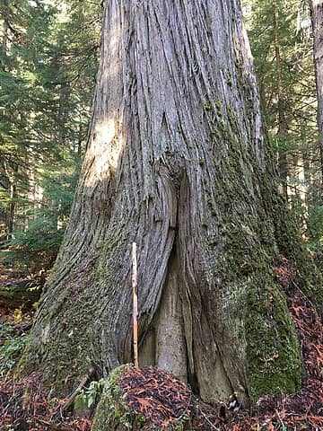 big cedar