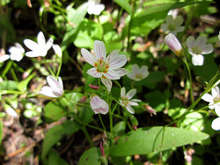 Western spring beauty