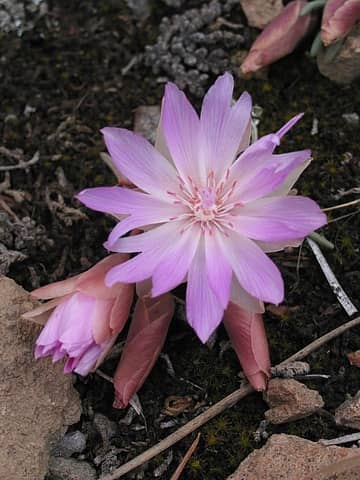 one of the numerous bitterroot flowers in bloom