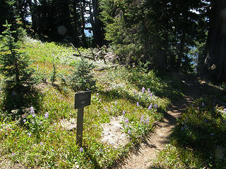 Shriner Peak camping area.