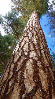 Ponderosa Pine @ Liars Prairie