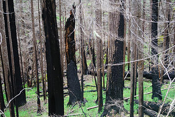 Forest growth returning near Constance TH