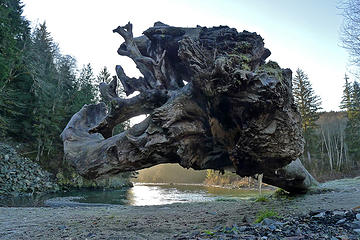 Beached log