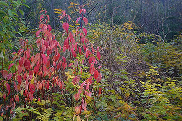 Red leaves