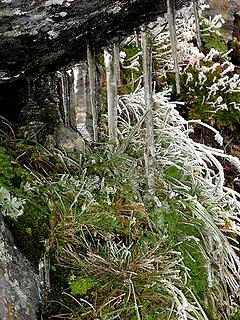 Icicles & ghost plants