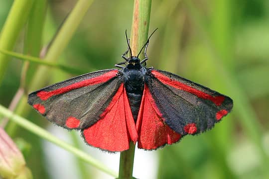 Cinnabar Moth - Queets Valley Olympic National Park 08/14/21