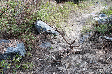 not much left except a few scattered bones, a pile of hair, and the skull with antlers