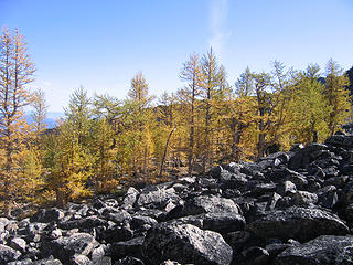 Larches and boulders