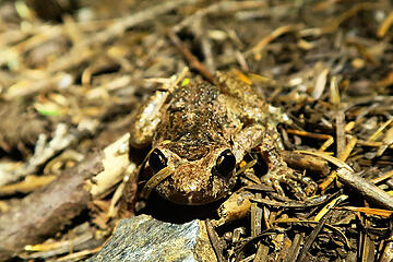 I've noticed amphibians don't run away from you at night. Blinded by the light perhaps?