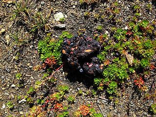 We werent the only animals enjoying the blueberries also