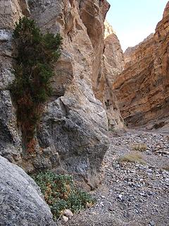 Greenery in Fall Canyon, Death Valley National Park, CA