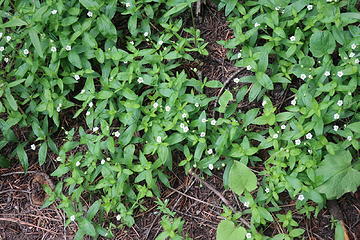 bigleaf sandwort (Moehringia macrophylla)