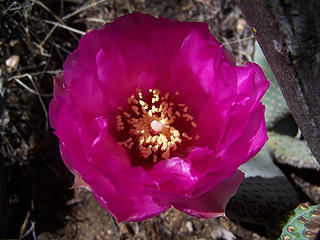 Beavertail bloom