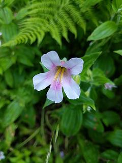 Monkeyflower