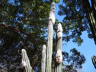 bearded cactus