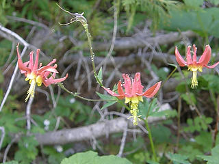 Flowers on Tubal Cain trail.