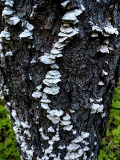 Fungus