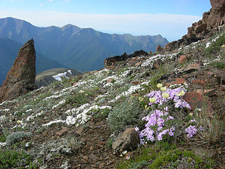 Ok, I've about had it with these wild flowers. At this rate, I'll never get down.