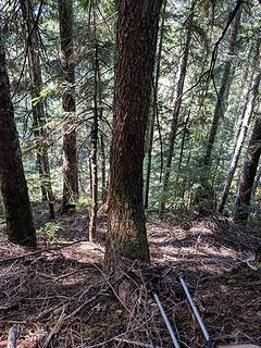 Open forest (much steeper than it looks)