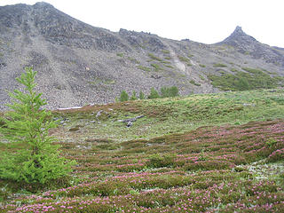 Field of heather