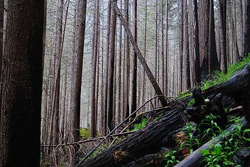 Ghost forest of burnt trees near Constance TH