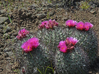 Hedgehog cactus