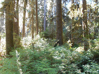 The big Hemlock at center is about 48-inches DBH - uncompromised west-slope Olympic temperate rain forest Queets River Valley Olympic National Park Sept 05 2018