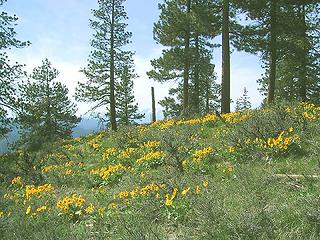 balsamroot