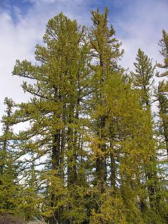 Early Larch changes.