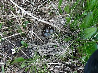 Junco eggs in the field