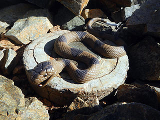 summit snake